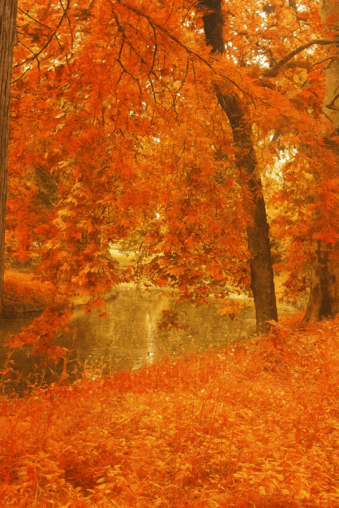 paysage de couleurs automne