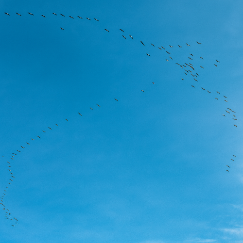 Plein Air, Ciel bleu, Migration d’oiseaux