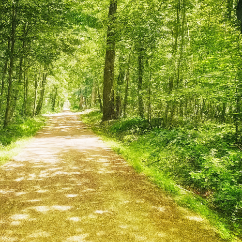 plein air, plante, herbe, forêt