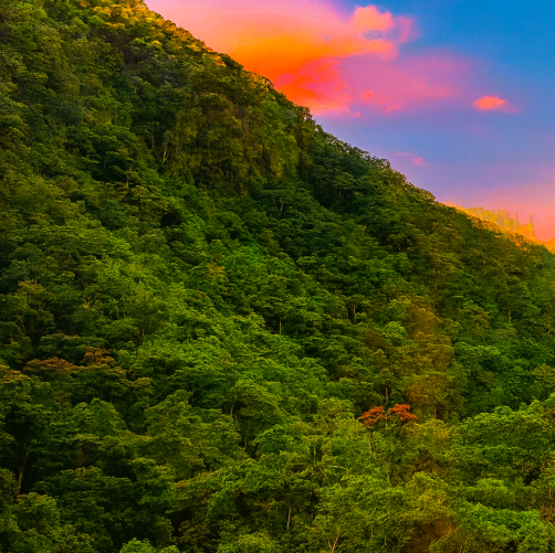plein air, nuage, arbre, paysage