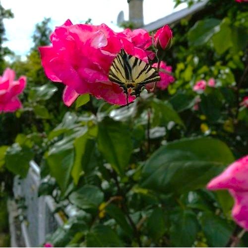 Cette photographie symbolise le processus de transformation personnelle que nous accompagnons ensemble. Le papillon, dans sa danse gracieuse avec la rose, nous montre que la beauté naît de l'harmonie entre l'être et son environnement, chaque pétale de rose représente une facette de votre être qui s'ouvre progressivement à la lumière de la conscience. Dans ce jardin luxuriant, nous voyons la promesse que chaque âme porte en elle : celle de s'épanouir pleinement quand elle trouve son équilibre entre ancrage terrestre et élévation spirituelle