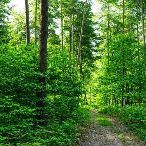 Au cœur de cette forêt lumineuse, chaque arbre semble murmurer une prière silencieuse à la Vie. Les feuillages, d’un vert vibrant, s’élèvent comme des messagers de la Terre vers le Ciel, rappelant que la grâce se manifeste souvent dans la simplicité du vivant. Le sentier qui serpente entre les troncs invite à la marche intérieure : il symbolise le chemin de l’âme, celui où l’on apprend à écouter les signes subtils, à reconnaître les synchronicités et à accueillir les bénédictions invisibles
