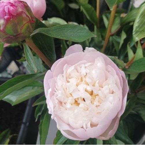 Dans cette image, la pivoine s’ouvre avec une grâce silencieuse, révélant ses pétales rose tendre et son cœur crème baigné de lumière. Sa floraison délicate évoque une naissance intérieure, comme si chaque couche de pétale représentait une étape du chemin spirituel qui mène vers la paix profonde. Autour d’elle, les feuilles vertes et le bouton encore fermé rappellent que la vie spirituelle est un mouvement continu : certaines parts de nous s’épanouissent, tandis que d’autres sont encore en gestation, prêtes à éclore au moment juste.