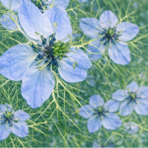 Dans la douceur de ces fleurs bleues, on perçoit la manière dont la nature nous enseigne l’art d’aménager la lumière en grâce et de préserver notre lien spirituel avec les Forces Divines. Leur ouverture délicate, tournée vers la lumière, rappelle que la connexion spirituelle ne se force pas : elle se cultive, patiemment, dans la paix intérieure.