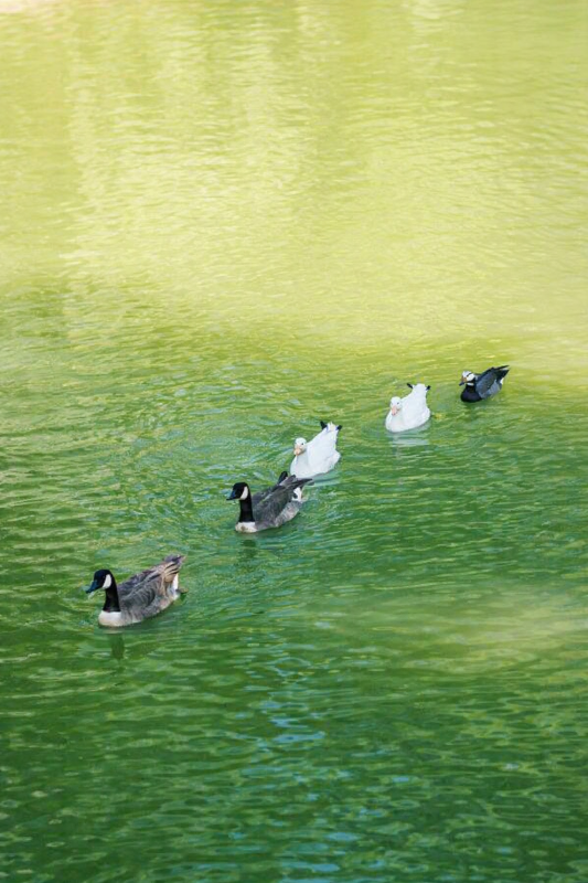 Cinq oiseaux aquatiques glissent paisiblement sur une eau verte, symbolisant l’harmonie et la fluidité des liens amicaux.
