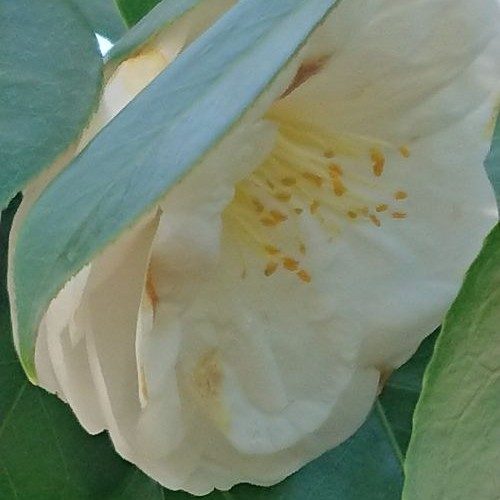 Cette fleur blanche, délicatement lovée entre les feuilles vertes, apparaît comme un symbole vivant de la grâce en mouvement. Ses pétales, à la fois naturels et légèrement marqués par le passage du temps, rappellent que la grâce ne naît pas dans la perfection, mais dans la vérité de l’être, là où la fragilité devient lumière.