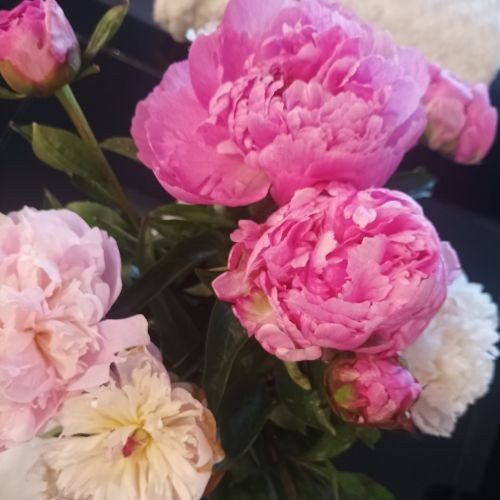 Dans cette invitation à confectionner des bouquets spirituels ou de pivoines, chaque fleur semble porter un souffle de grâce. Par ailleurs, les pétales, tantôt serrés, tantôt largement ouverts, évoquent les différentes étapes de notre chemin intérieur : ce qui naît, ce qui s’ouvre, ce qui se révèle au moment juste. Leur douceur rosée rappelle la tendresse des Forces Célestes lorsqu’elles se penchent sur nos demandes, tandis que les nuances plus claires symbolisent la lumière qui se dépose dans l’âme lorsque l’on accueille la paix.