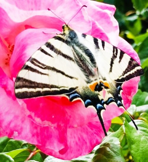 Papillon délicat posé sur une fleur rose, symbole de grâce, de transformation et de connexion aux Forces Divines.