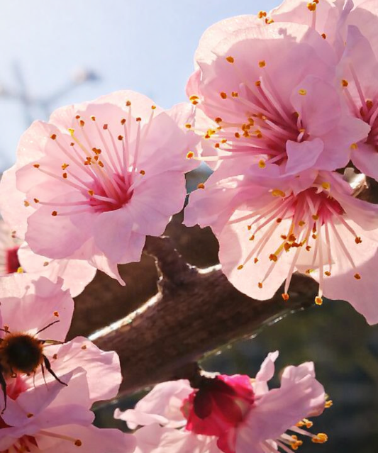 Fleurs de cerisier rosées baignées de lumière, symbolisant la douceur et la renaissance de l’énergie de grâce.